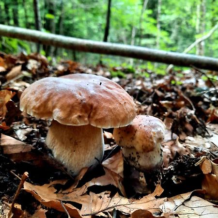 בוסוסט Mcastet, Casita Aranesa En El Valle De Aran מראה חיצוני תמונה